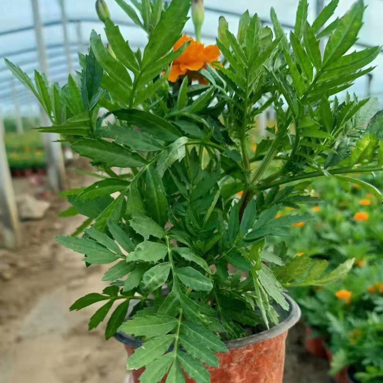 孔雀草小苗批发商 泽鑫花卉基地欢迎您