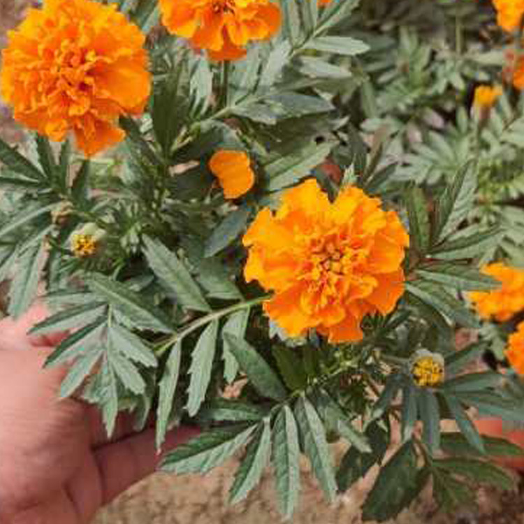 孔雀草小苗 泽鑫种植基地 供应好苗 园林观赏