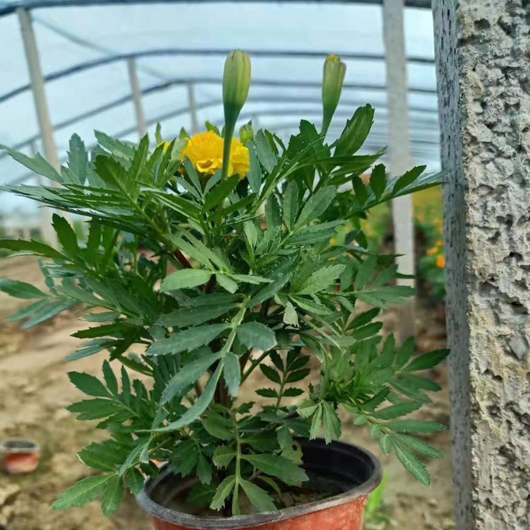 泽鑫花卉批发的孔雀草 花色丰富好看 观赏性较佳