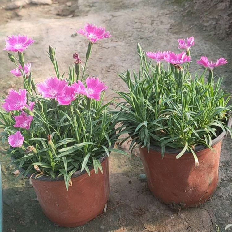 绿化用欧石竹批发 泽鑫花卉 点缀花坛花带等