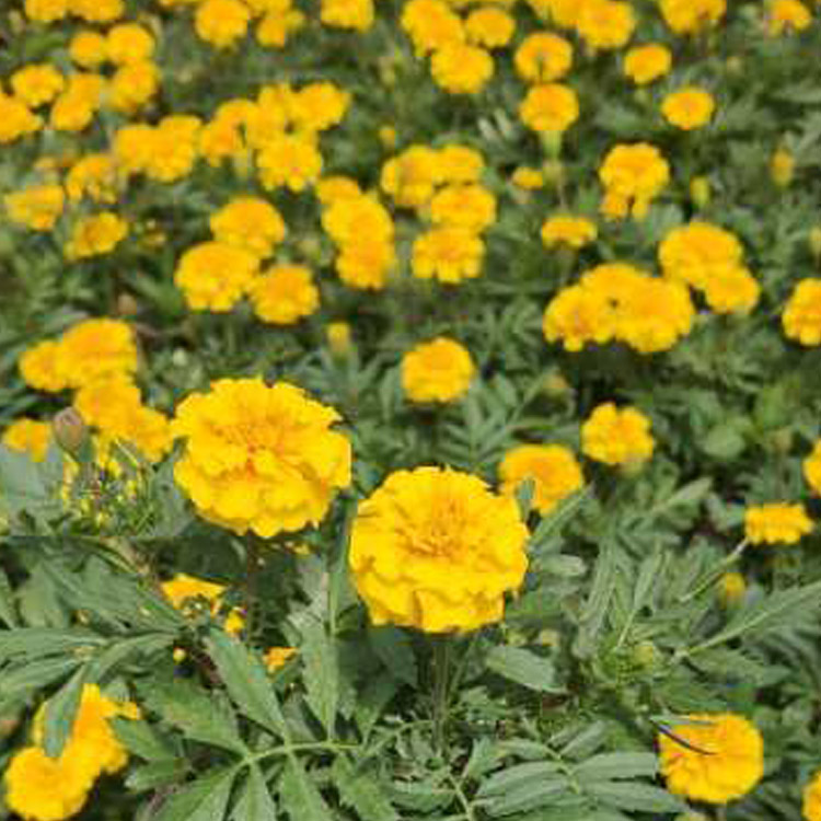 孔雀草批发基地 好苗出售 泽鑫花卉