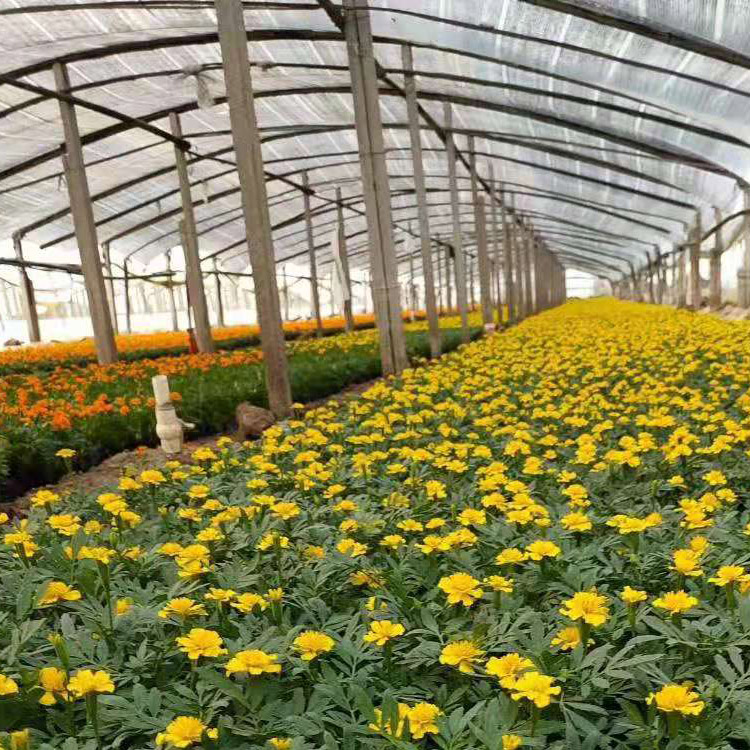 孔雀草小苗 观赏价值高 花色鲜艳 批发供应