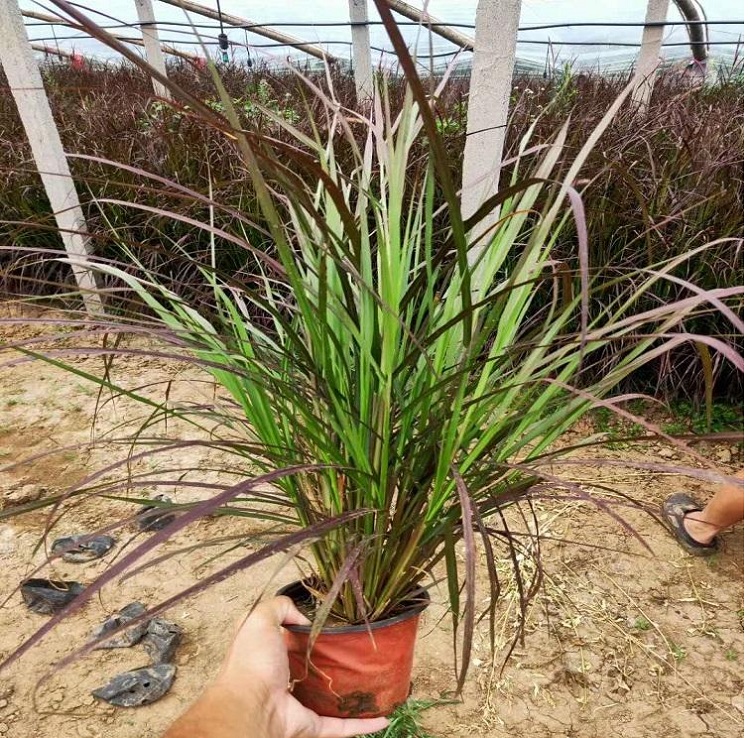 紫叶狼尾草 紫色狼尾草 丛生狼尾草