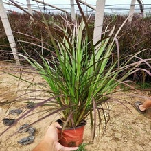 紫叶狼尾草 紫色狼尾草 丛生狼尾草