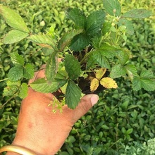 山东三叶委陵菜 江苏三叶委陵菜 辽宁宿根地被苗