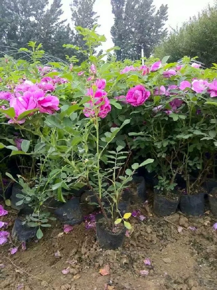 四季玫瑰花苗 四季玫瑰批发价格