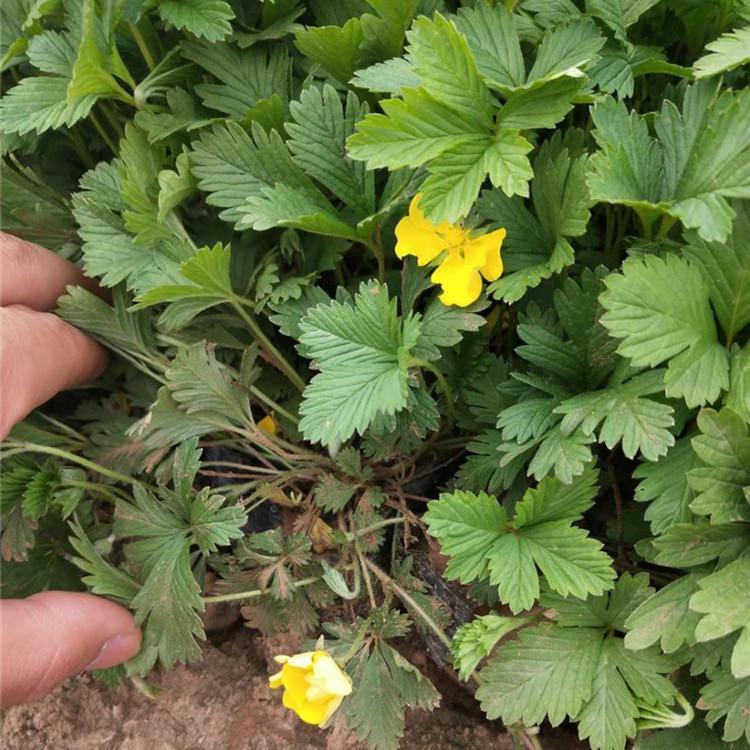 三叶委陵菜批发基地 委陵菜