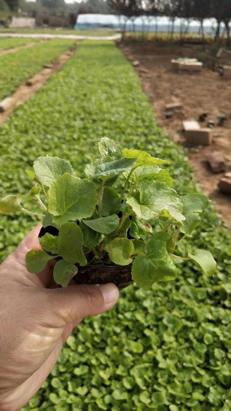 诸葛菜价格 诸葛菜基地