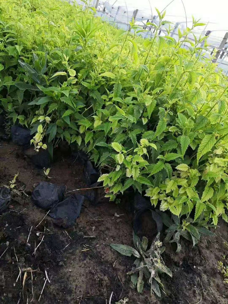 棣棠 顺和花卉 棣棠花批发