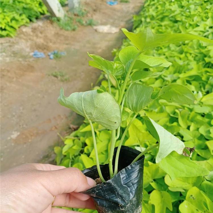草花厂家 黄金薯基地 黄金薯批发价格