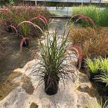 紫叶狼尾草 多年生草本 紫叶狼尾草基地 紫叶狼尾草批发