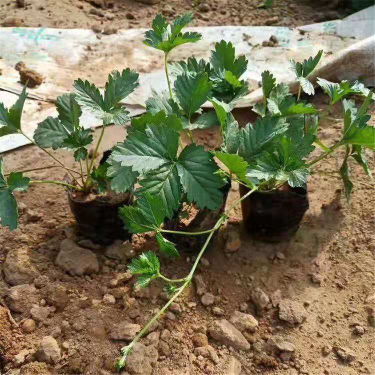 三叶委陵菜价格