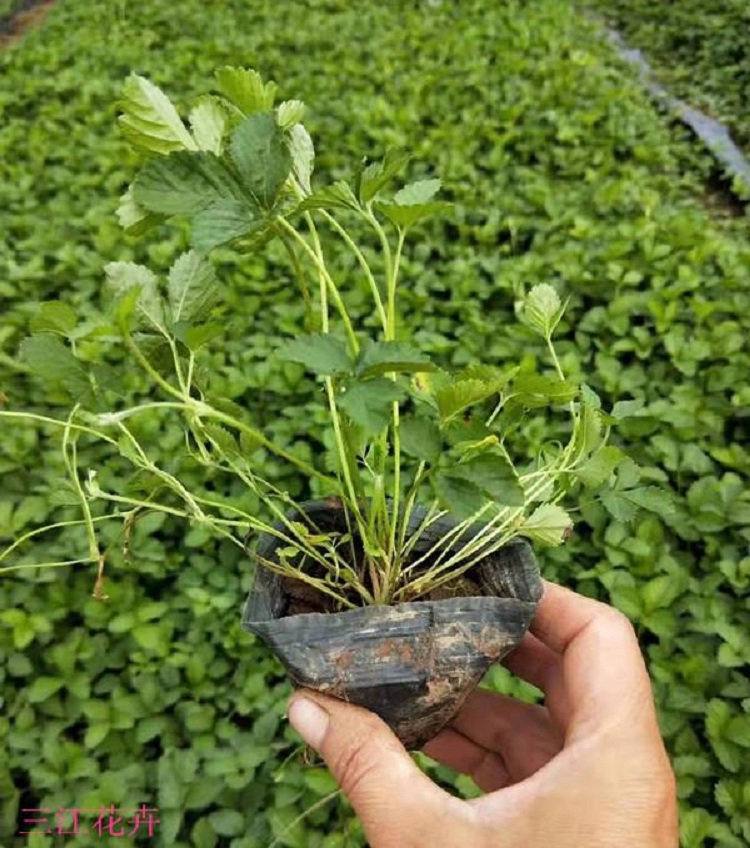 三叶委陵基地 委陵菜批发