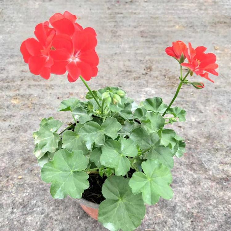 天竺葵批发价格 顺和花卉 天竺葵杯苗 一手货源