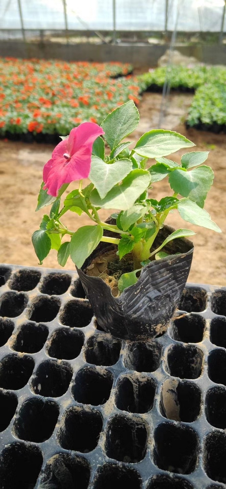 凤仙花 凤仙花批发 青州顺和凤仙花