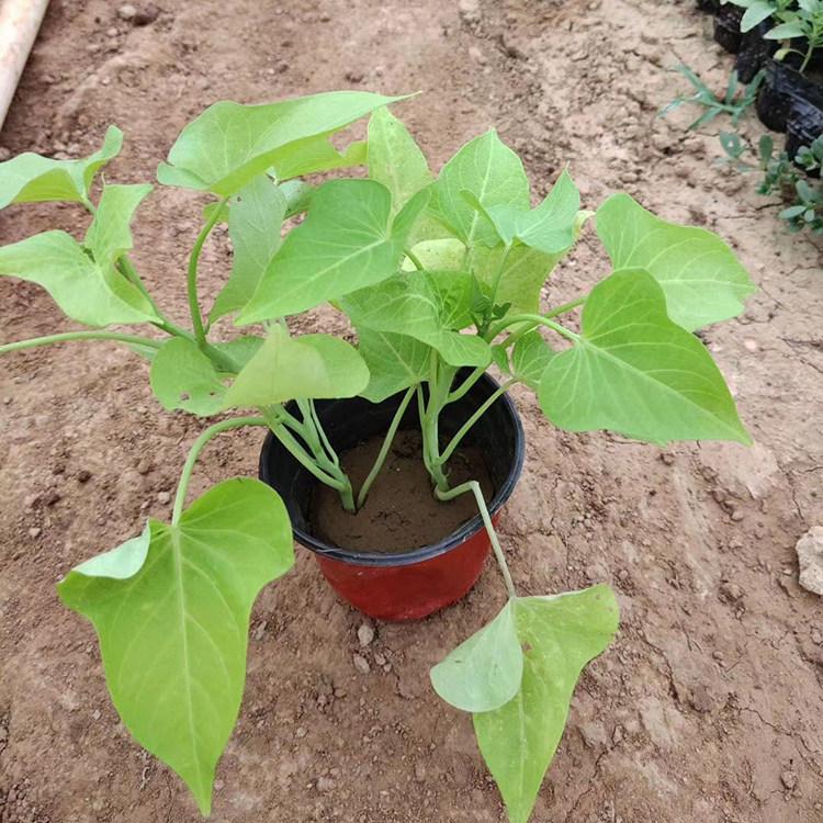 黄金薯种植基地 优惠批发黄金薯杯苗 欢迎订购