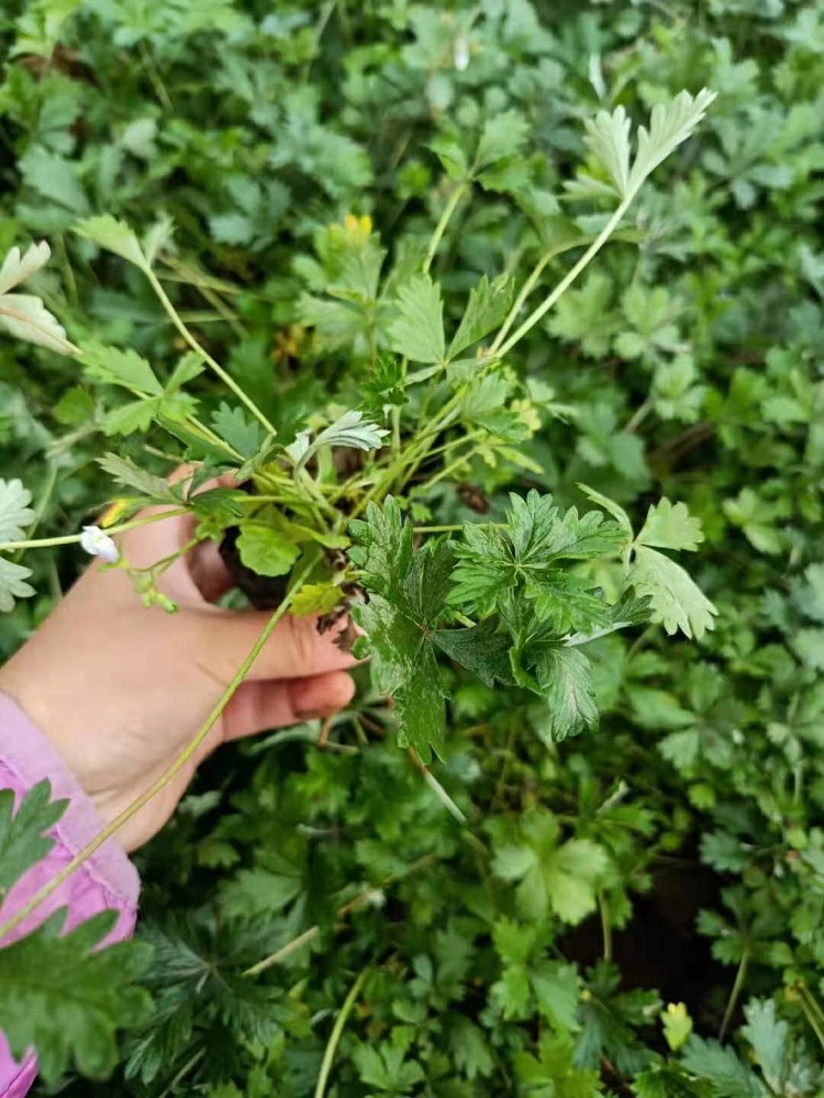 五叶委陵菜价格