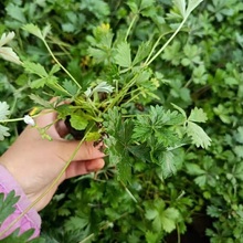 五叶委陵菜价格