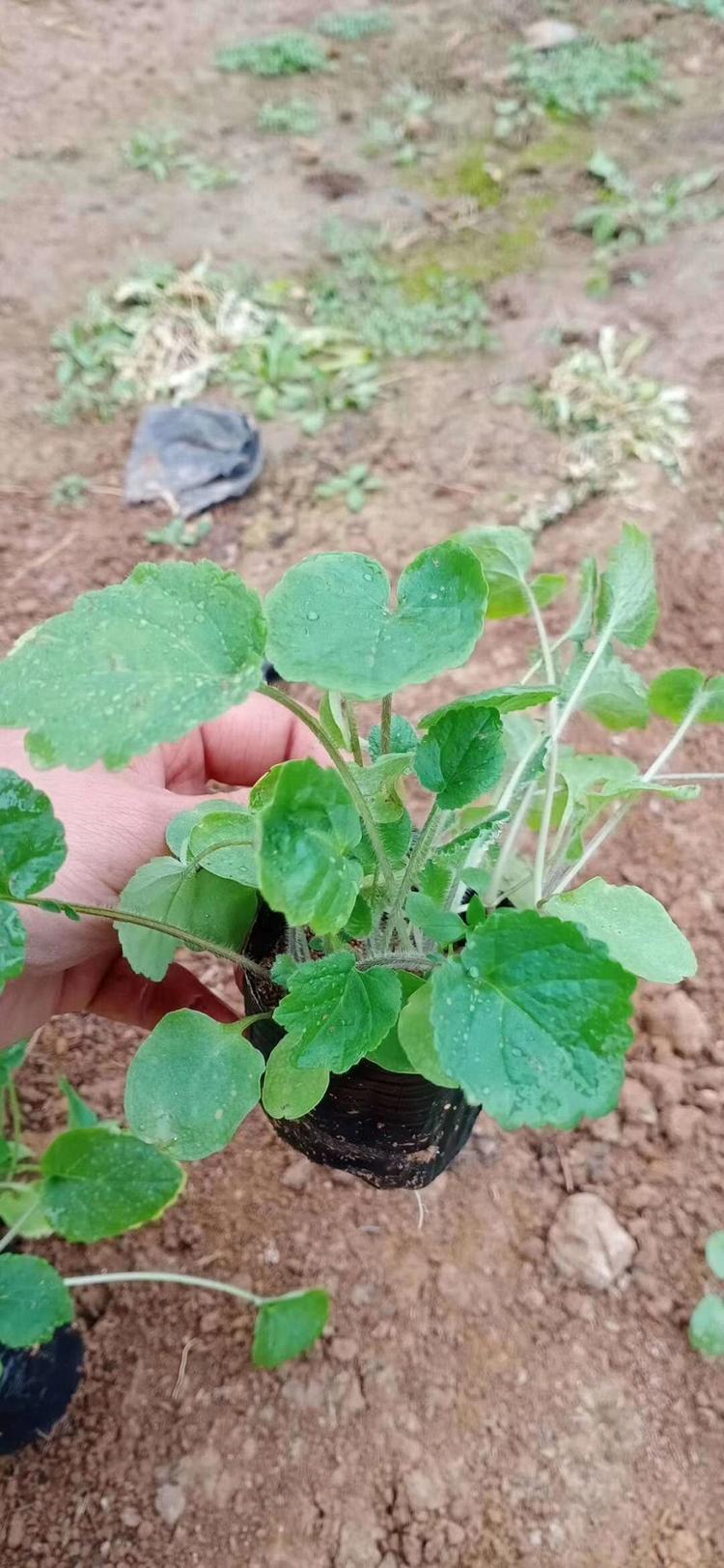 诸葛菜批发