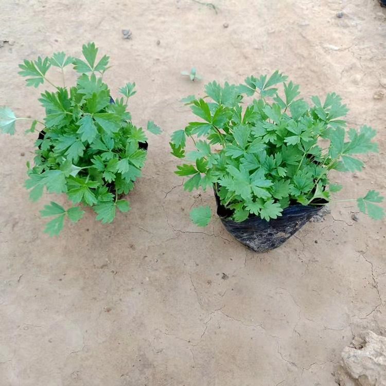 五叶双花委陵菜 花朵金黄色 耐寒五叶委陵菜