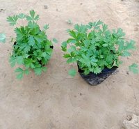 五叶双花委陵菜 花朵金黄色 耐寒五叶委陵菜