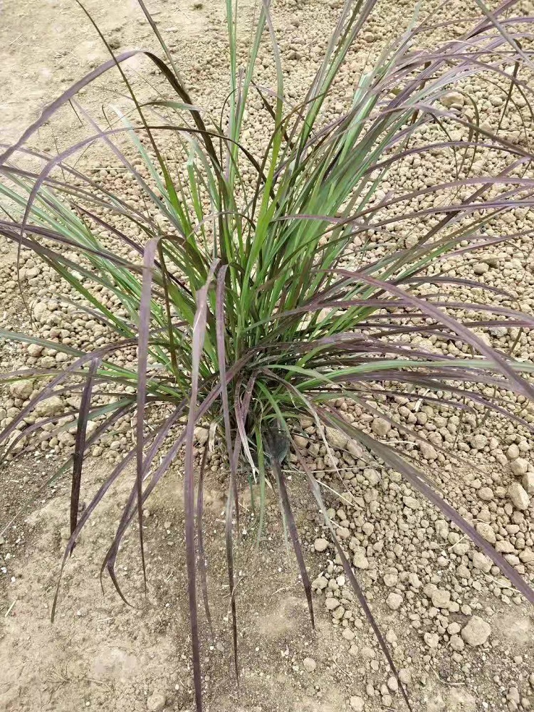 观赏草品种 紫叶狼尾草  观叶植物