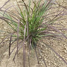 观赏草品种 紫叶狼尾草  观叶植物