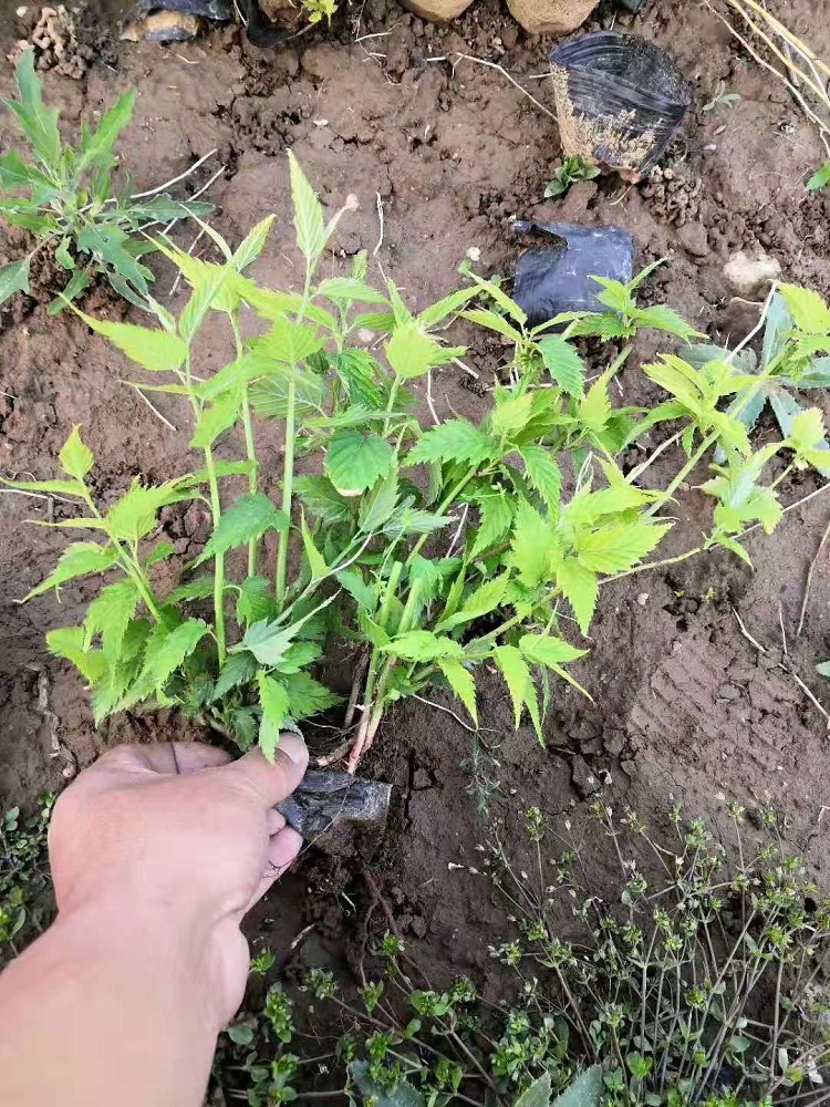 棣棠花价格
