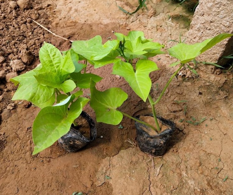 草花基地 金叶薯批发价 金叶薯杯苗