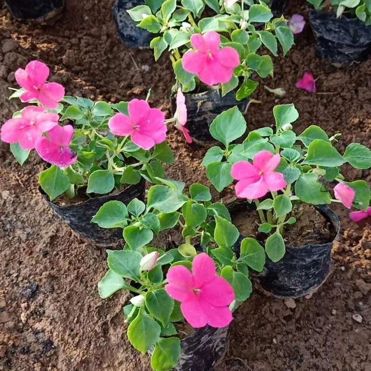 凤仙花