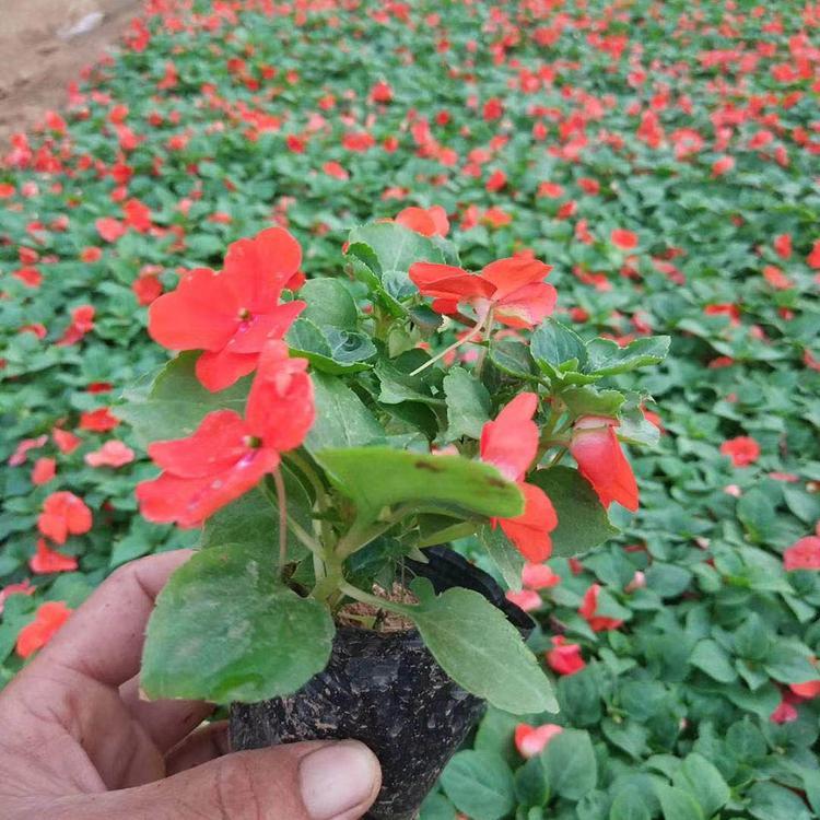 山东凤仙花 非洲凤仙杯苗价格