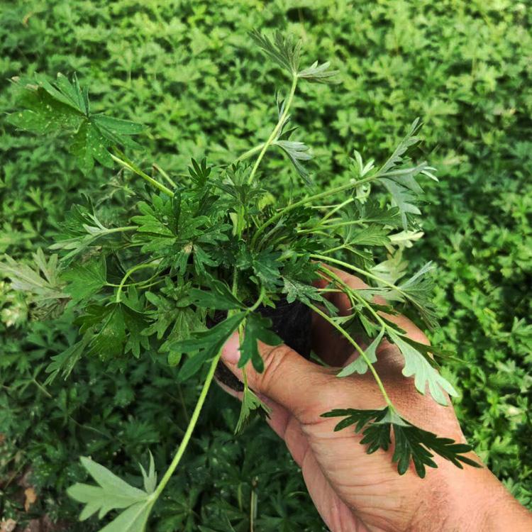 多芽五叶委陵菜 地被苗种植基地