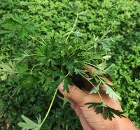 多芽五叶委陵菜 地被苗种植基地