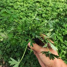 多芽五叶委陵菜 地被苗种植基地