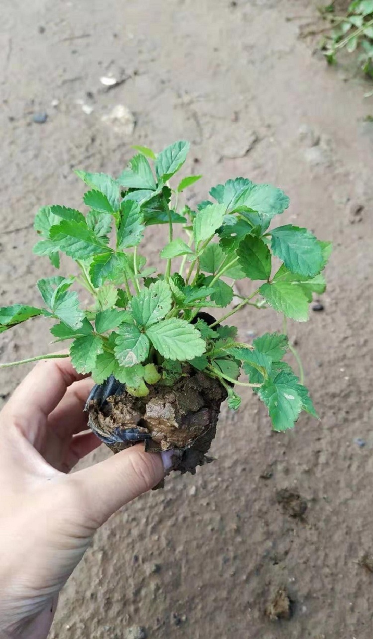 青州宿根草花批发 三叶委陵菜批发 顺和苗木