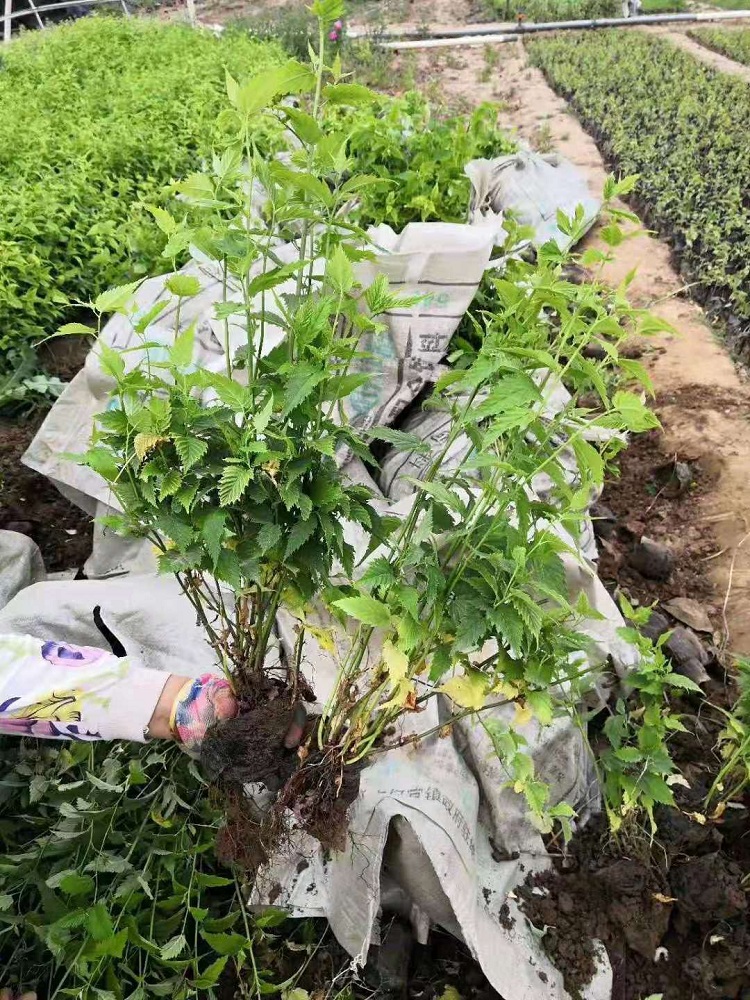棣棠花价格 棣棠苗基地