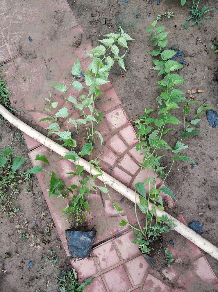 棣棠花苗价格 重瓣棣棠花价格