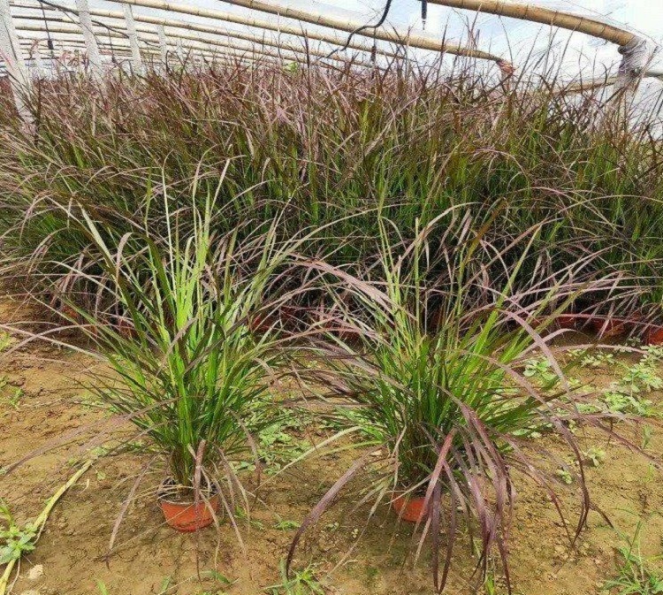 紫叶狼尾草 顺和花卉 紫叶狼尾草批发