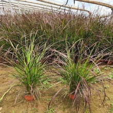 紫叶狼尾草 顺和花卉 紫叶狼尾草批发