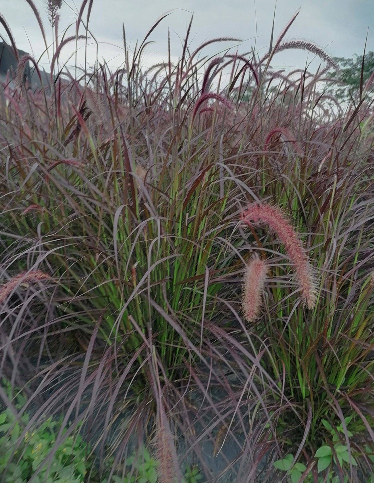 紫叶狼尾草苗 彩色植物 紫叶狼尾草杯苗 