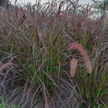 紫叶狼尾草苗 彩色植物 紫叶狼尾草杯苗 