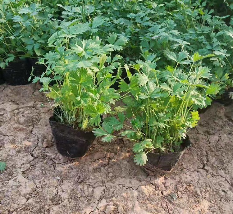 护坡用五叶委陵菜 委陵菜杯苗