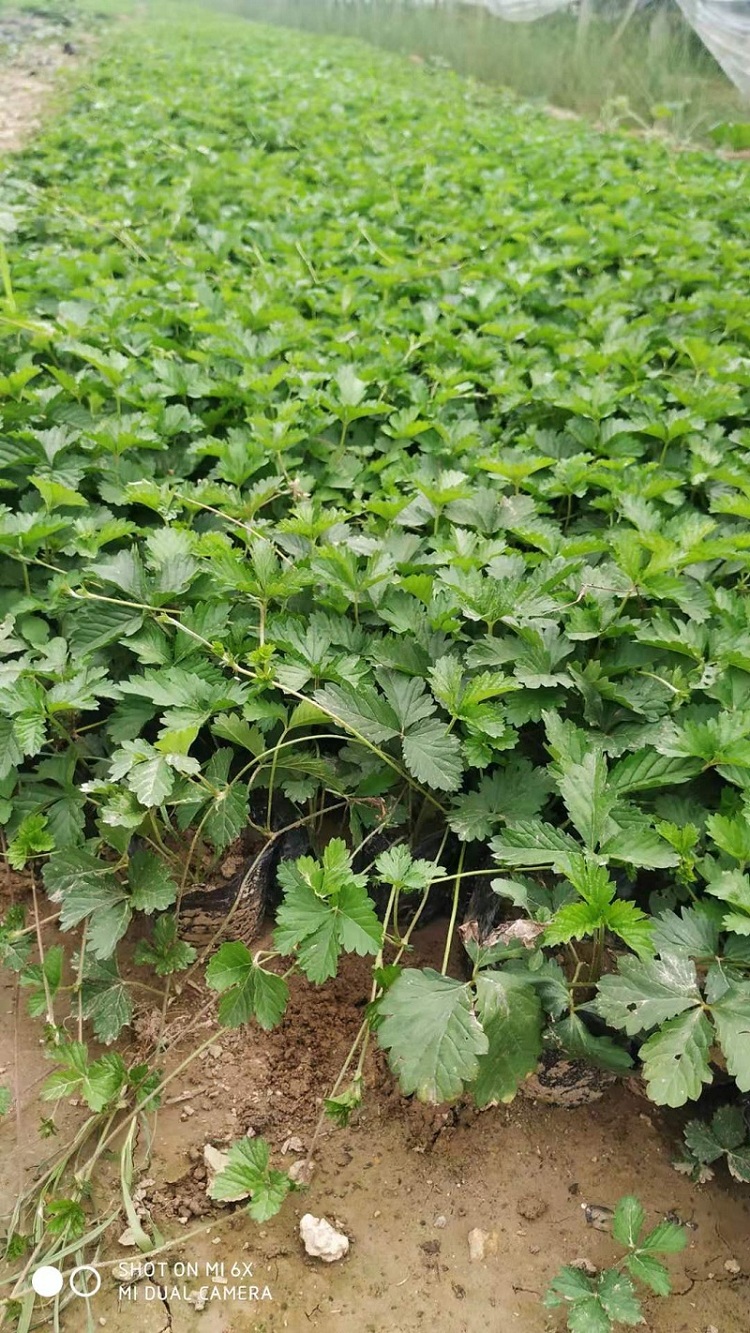 三叶委陵菜批发价格