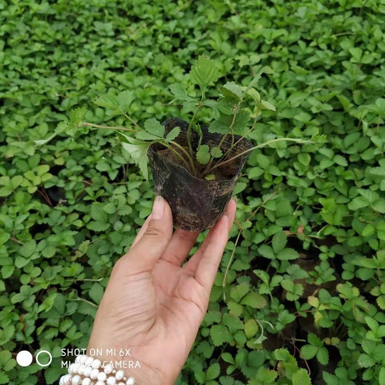 三叶委陵菜 顺和花卉 委陵菜价格