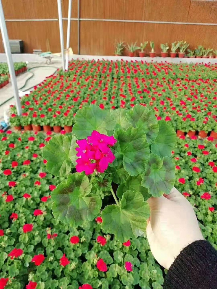 天竺葵价格