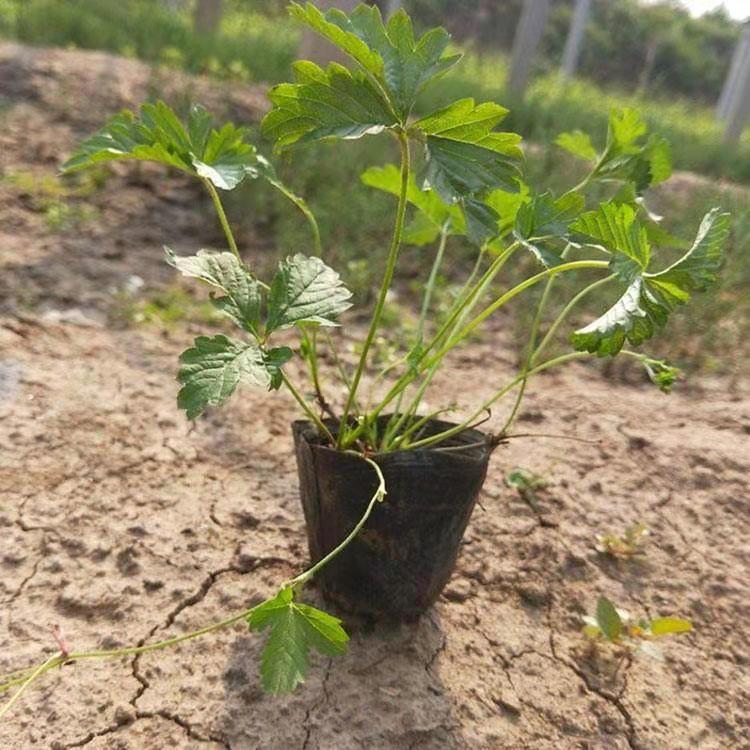 公园绿化用三叶委陵菜 委陵菜供应商