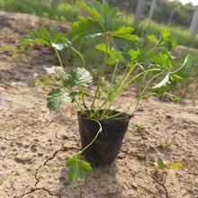 公园绿化用三叶委陵菜 委陵菜供应商