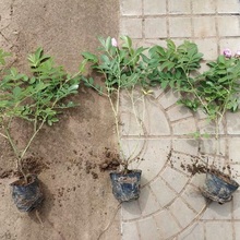 四季玫瑰 山东四季玫瑰 花期长 花大
