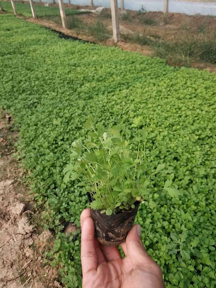 爬藤植物委陵菜 三叶委陵菜价格 多年生草本