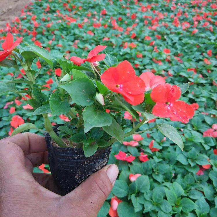 苗圃供应非洲凤仙 凤仙花基地 组摆草花产地